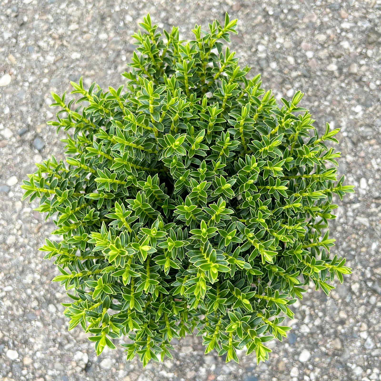 Strauchveronika 'New Zealand', 3er-Set, Topf 12 cm Ø