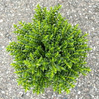Strauchveronika 'New Zealand', 3er-Set, Topf 12 cm Ø