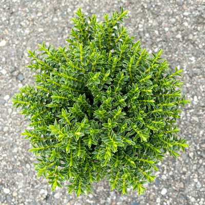 Strauchveronika 'New Zealand', 3er-Set, Topf 12 cm Ø Strauchveronika 'New Zealand', 3er-Set, Topf 12 cm Ø