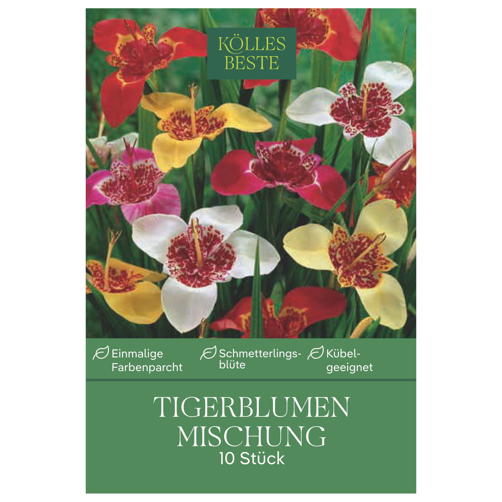 Kölles Beste Tigerblumen Mischung, 10 Blumenknollen