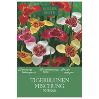 Kölles Beste Tigerblumen Mischung, 10 Blumenknollen