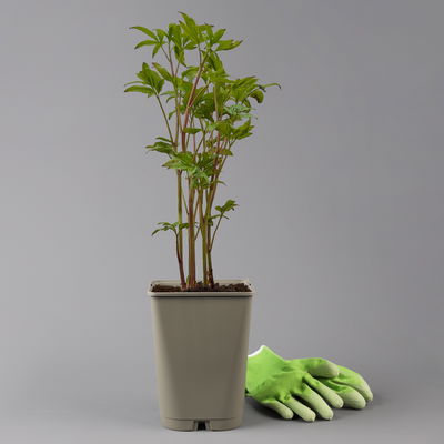 Kölles Beste Edel-Pfingstrose, Paeonia 'Krinkled White', weiß, Topf 19 cm