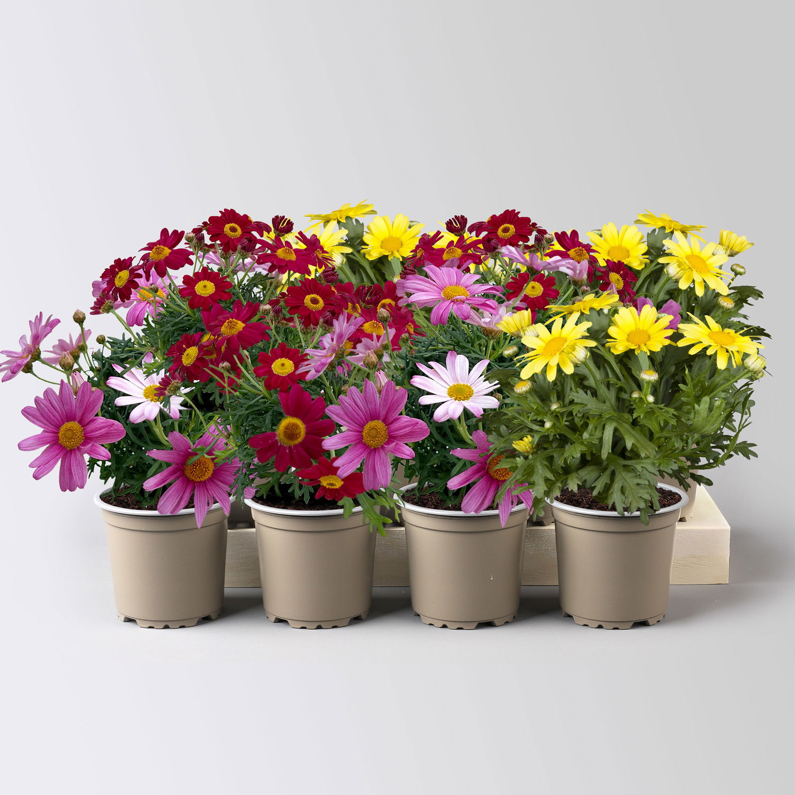 Margerite, Farben zufällig, Topf-Ø 11 cm, 8 Pflanzen