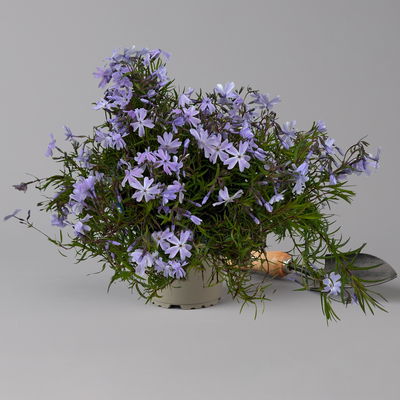 Phlox subulata 'Emerald Cushion Blue' blau, Topf 11x11 cm, 3 Pflanzen