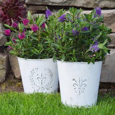 Hebe 'All Blooms®', lila, Topf-Ø 12 cm, 3 Pflanzen Hebe 'All Blooms®', lila, Topf-Ø 12 cm, 3 Pflanzen