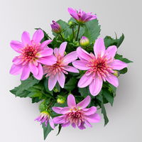Dahlie 'Anemone Rose', rosa, Topf- Ø 21/22 cm