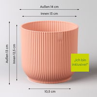 Einblatt 'Bellini', weiß, Topf-Ø 13 cm, in Übertopf Vibes rosa, 2 Pflanzen Einblatt 'Bellini', weiß, Topf-Ø 13 cm, in Übertopf Vibes rosa, 2 Pflanzen