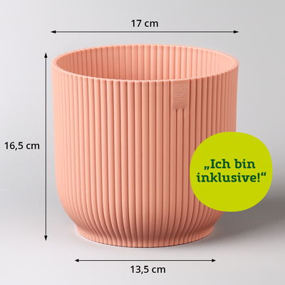 Bergpalme mit Übertopf Vibes rosa, Topf-Ø 12 cm, Höhe ca. 30 cm, 2er-Set Bergpalme mit Übertopf Vibes rosa, Topf-Ø 12 cm, Höhe ca. 30 cm, 2er-Set