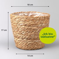 Gummibaum 'Robusta' in Korb Osaka, Topf-Ø 17 cm, Höhe ca. 55 cm