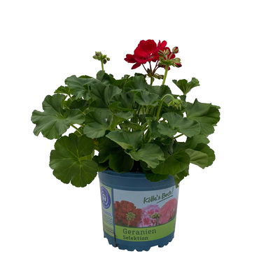 Geranie kirschrot, stehend, Topf-Ø 13 cm, 6 Stück