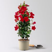 Dipladenie rot, Pyramide, Topf-Ø 17 cm, Höhe ca. 70 cm