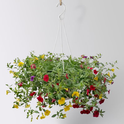 Zauberglöckchen 'Tropicana', blau-rot-gelb, Ampeltopf-Ø 27 cm