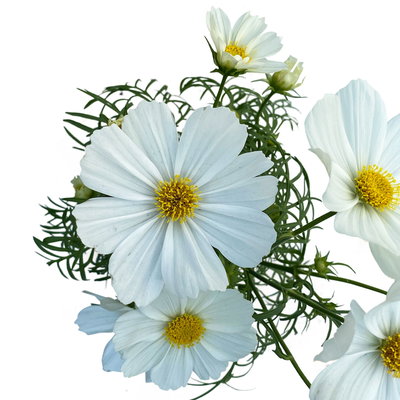 Cosmea, Farben zufällig, Topf-Ø 12 cm, Höhe ca. 25 cm, 6 Pflanzen