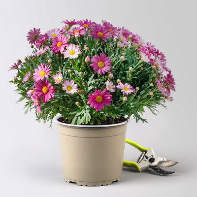 Margerite, rosa, Topf-Ø 18/19 cm, 2 Pflanzen Margerite, rosa, Topf-Ø 18/19 cm, 2 Pflanzen