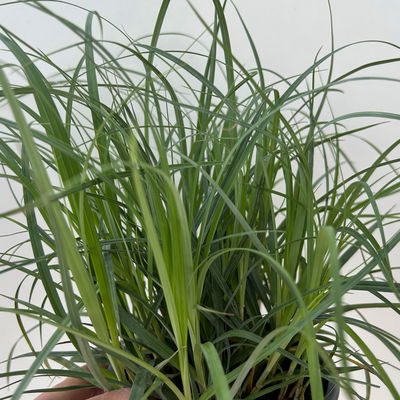 Bio Segge 'Bluish Green', grünblau, Topf-Ø 12 cm, 3 Pflanzen