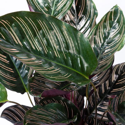 Korbmarante, Goeppertia ornata syn. Calathea, Topf-Ø 19 cm, Höhe ca. 65-85 cm Korbmarante, Goeppertia ornata syn. Calathea, Topf-Ø 19 cm, Höhe ca. 65-85 cm