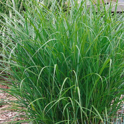 Bio Chinaschilf 'Ferner Osten', Topf 5 Liter Bio Chinaschilf 'Ferner Osten', Topf 5 Liter