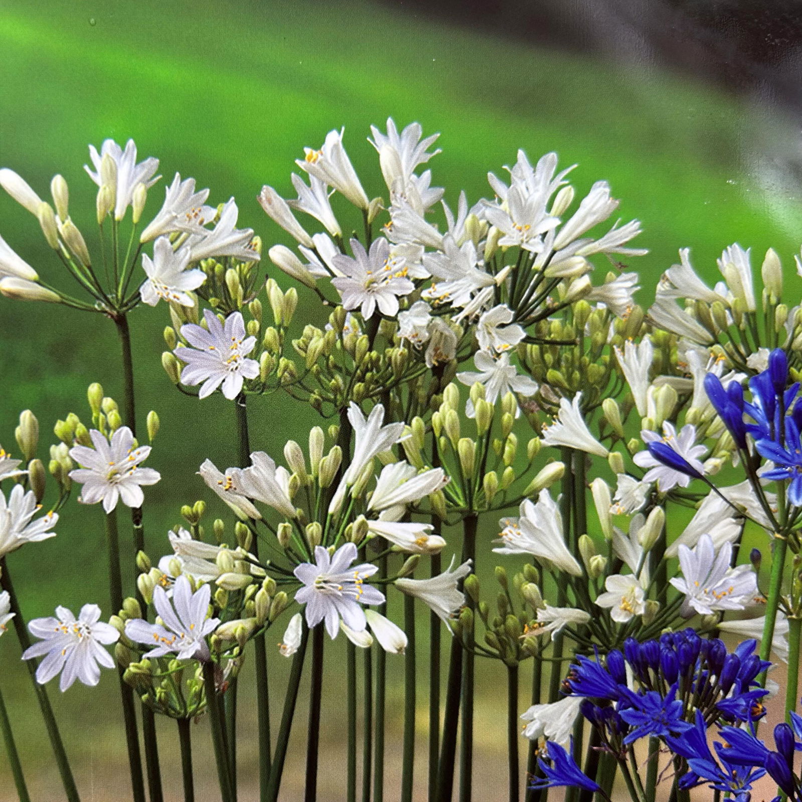 Agapanthus 'Summer Love™' weiß, Topf-Ø 24 cm