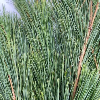 Seidenkiefer im Handbund, ca. 100-120 cm lang, 5 Bund Seidenkiefer im Handbund, ca. 100-120 cm lang, 5 Bund