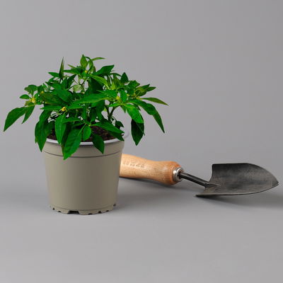 Blu Bio Chili 'Thai Chili F1', Topf-Ø 12 cm, 3er Set