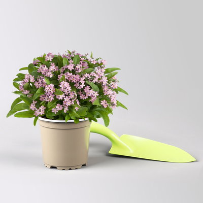 Vergissmeinnicht, rosa, Topf-Ø 10,5 cm, 8 Pflanzen