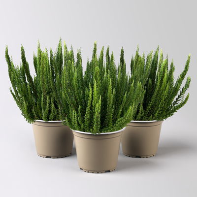 Besenheide SKYLINE® grün, Topf-Ø 13 cm, 3 Pflanzen