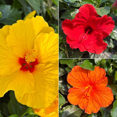 Hibiskus, Farbe zufällig, Stamm, Topf-Ø 33 cm, Höhe ca. 150 cm