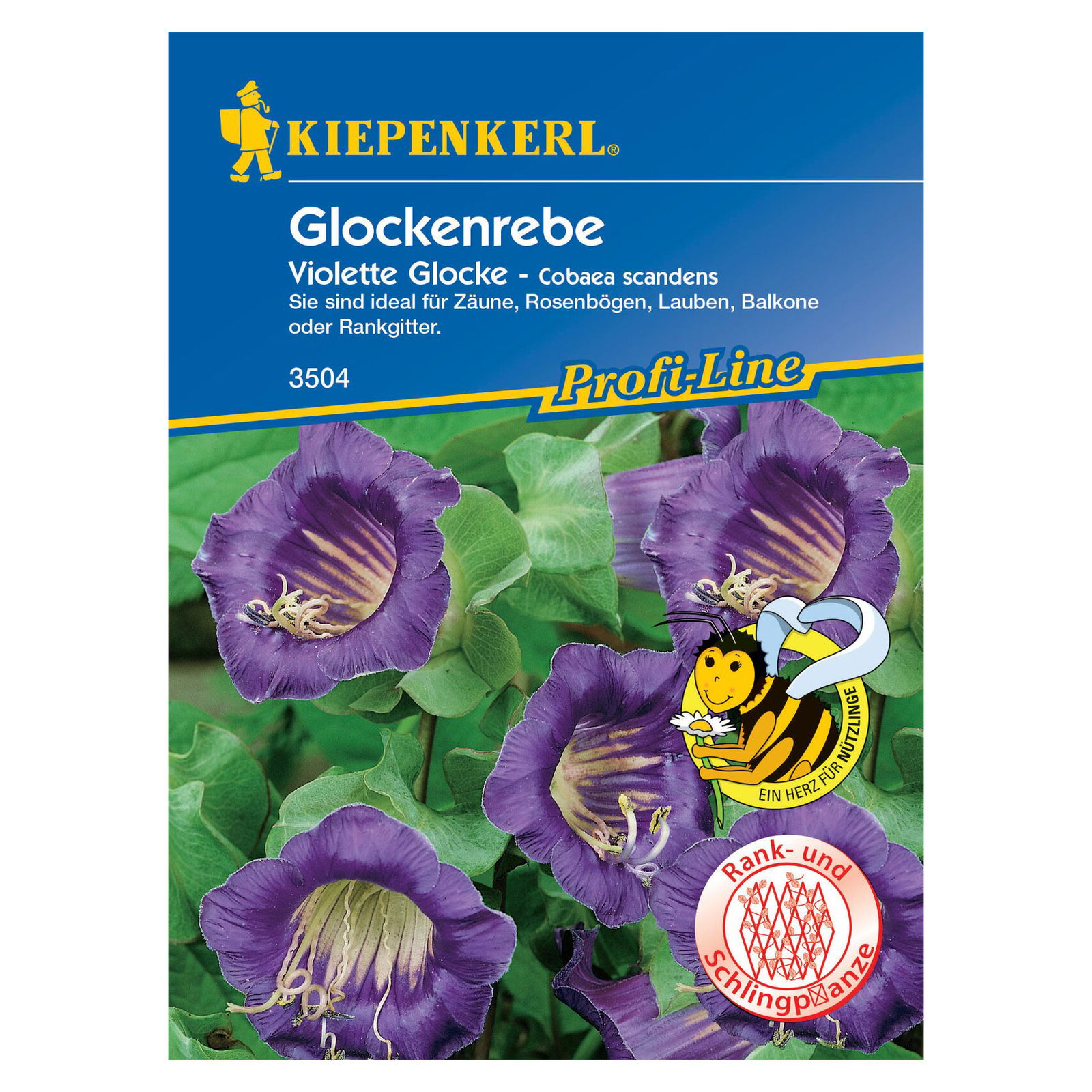 Saatgut Glockenrebe 'Violett'