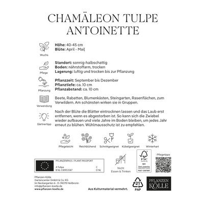 Tulpen 'Cameleon Antoinette' mehrblütig, gelb/rosafarben, 7 Blumenzwiebeln Tulpen 'Cameleon Antoinette' mehrblütig, gelb/rosafarben, 7 Blumenzwiebeln