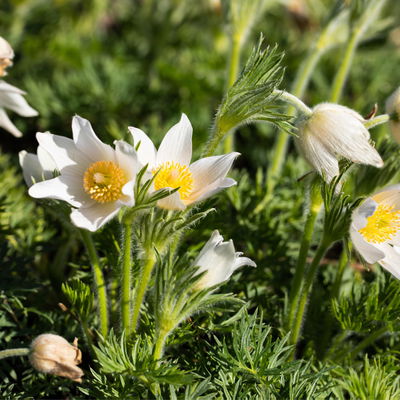 Küchenschelle, Farben zufällig, Topf-Ø 13 cm, 6 Pflanzen Küchenschelle, Farben zufällig, Topf-Ø 13 cm, 6 Pflanzen