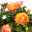 Rose, orange, mit Topf Dallas weiß, Topf-Ø 13 cm, 3er-Set