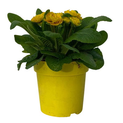 Primel 'Belarina', gelb, Topf-Ø 12 cm, 6 Pflanzen