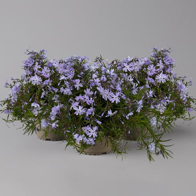 Phlox subulata 'Emerald Cushion Blue' blau, Topf 11x11 cm, 3 Pflanzen Phlox subulata 'Emerald Cushion Blue' blau, Topf 11x11 cm, 3 Pflanzen