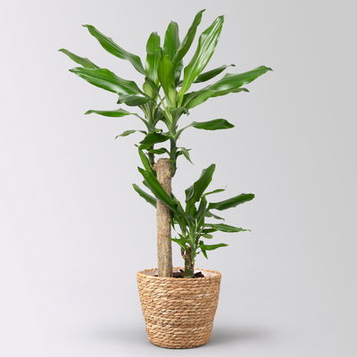 Duftender Drachenbaum 'Steudneri' in Korb Osaka, Topf-Ø 17 cm