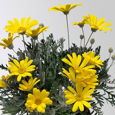 Gelbe Margerite, gelb, Topf-Ø 14 cm, 2 Pflanzen Gelbe Margerite, gelb, Topf-Ø 14 cm, 2 Pflanzen