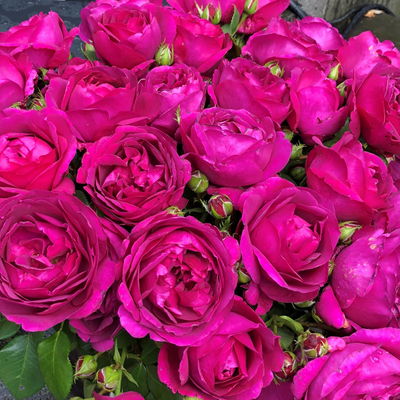 Duftende Beetrose 'Für Elise'®, violett, Topf 5 Liter, 4 Pflanzen