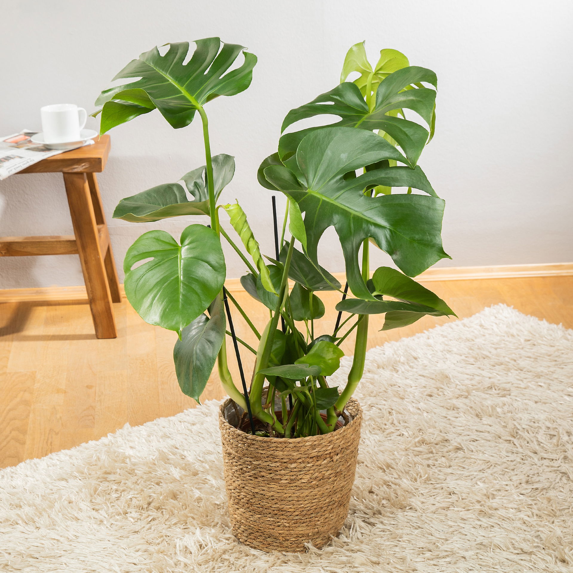 Monstera deliciosa im Korb Osaka, TopfØ 21 cm kaufen PflanzenKölle