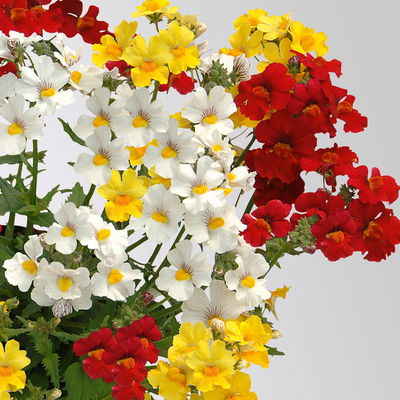 Nemesie 'Trio', weiß-gelb-rot, Topf-Ø 12/13 cm, 3 Pflanzen Nemesie 'Trio', weiß-gelb-rot, Topf-Ø 12/13 cm, 3 Pflanzen