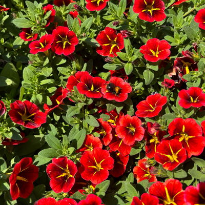 Zauberglöckchen 'Duo', rot & gelb, Topf-Ø 14 cm, 4 Pflanzen