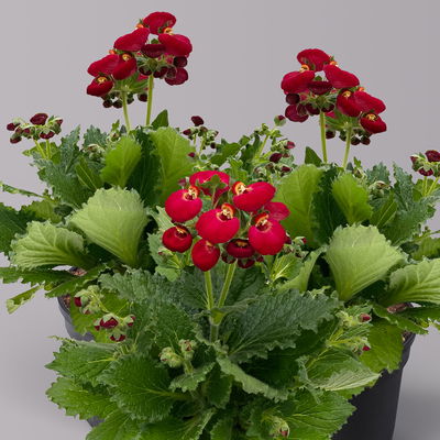 Pantoffelblume rot, Topf-Ø 15 cm, 3er-Set