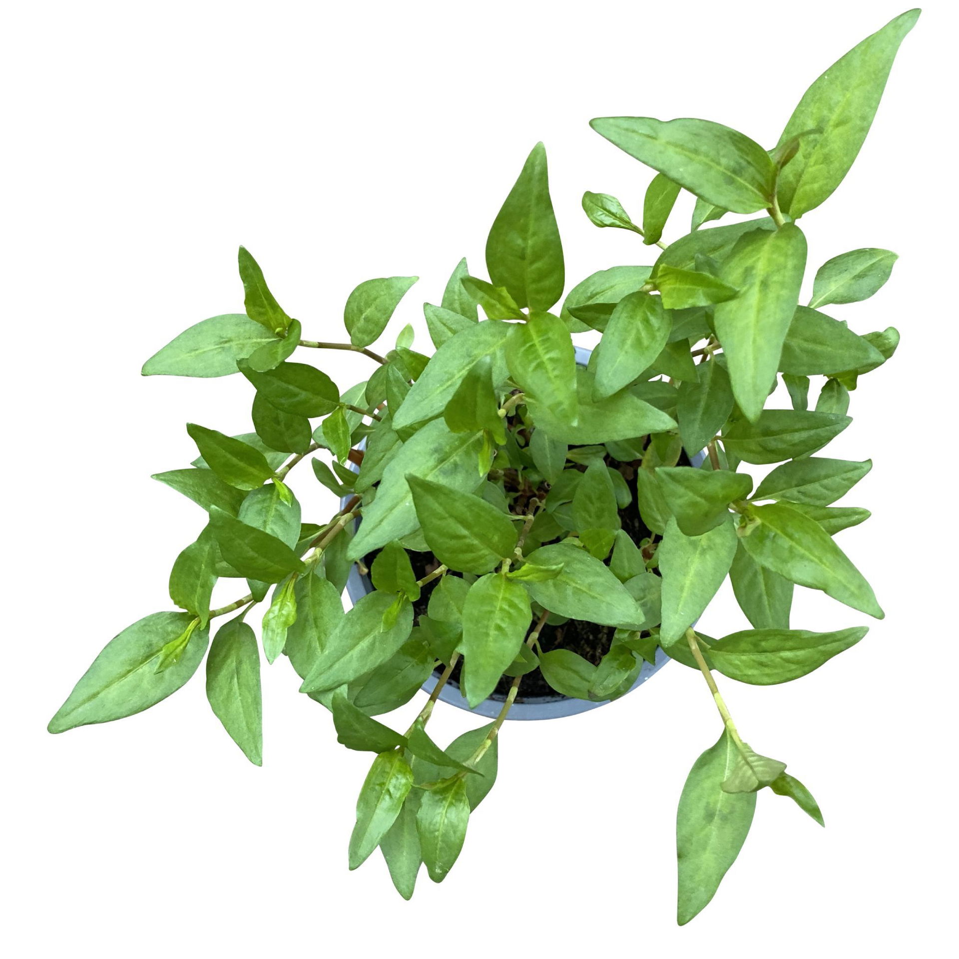 Vietnamesischer Koriander, Kölle Bio, 12cm Topf, jetzt kaufen