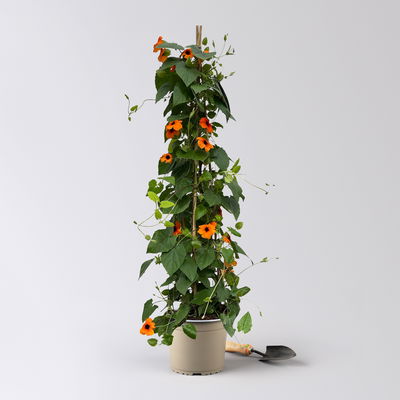 Schwarzäugige Susanne, Pyramide, Farbe zufällig, Topf-Ø 21cm