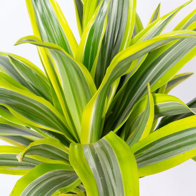 Duftender Drachenbaum 'Lemon Lime', Topf-Ø 21 cm, Höhe ca. 110 cm