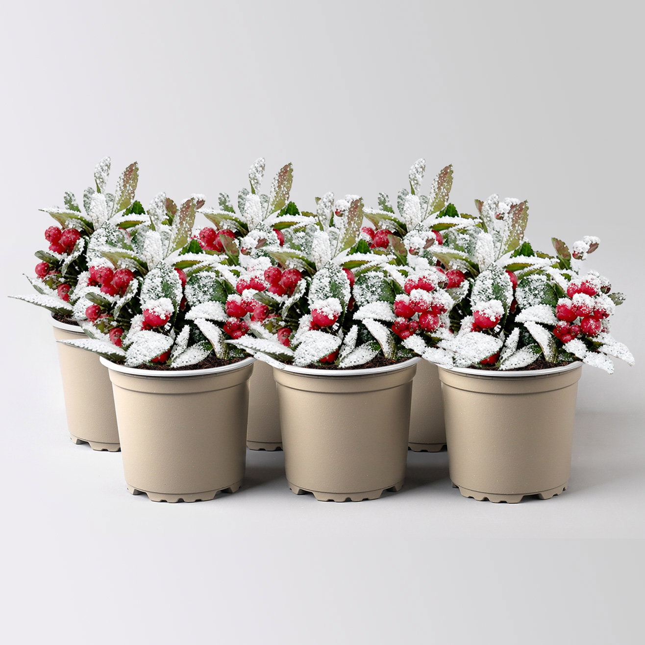 Scheinbeere, Mini, weiß beschneit, Topf-Ø 6 cm, 6 Pflanzen Scheinbeere, Mini, weiß beschneit, Topf-Ø 6 cm, 6 Pflanzen