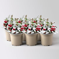 Scheinbeere, Mini, weiß beschneit, Topf-Ø 6 cm, 6 Pflanzen Scheinbeere, Mini, weiß beschneit, Topf-Ø 6 cm, 6 Pflanzen