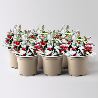 Scheinbeere, Mini, weiß beschneit, Topf-Ø 6 cm, 6 Pflanzen Scheinbeere, Mini, weiß beschneit, Topf-Ø 6 cm, 6 Pflanzen