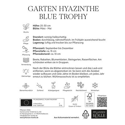 Garten-Hyazinthen 'Blue Trophy', blau, 3 Blumenzwiebeln