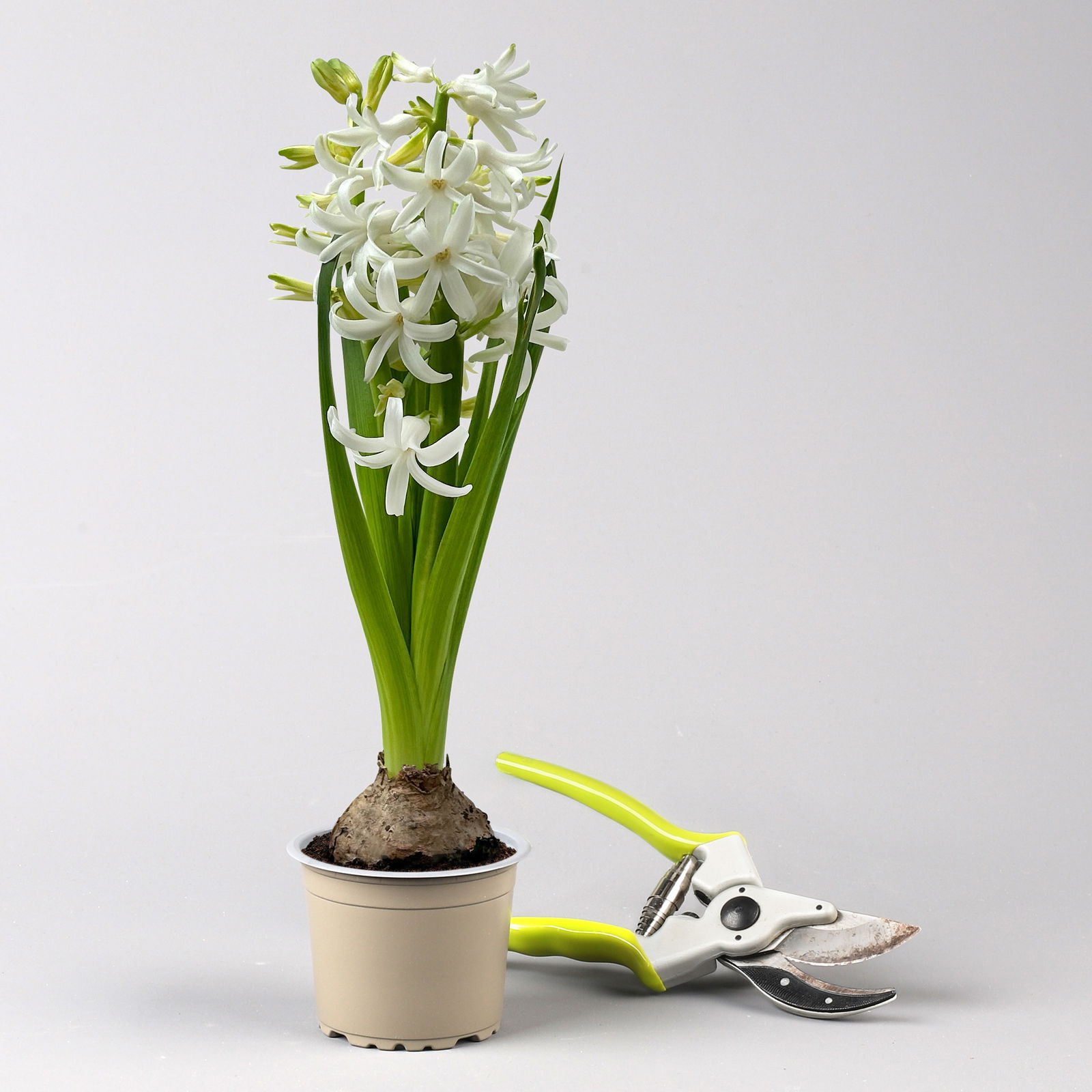 Zwiebelpflanzen-Set Frühlingsbote, gelb-weiß, 9 Pflanzen Zwiebelpflanzen-Set Frühlingsbote, gelb-weiß, 9 Pflanzen