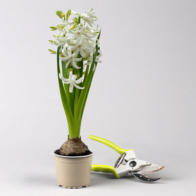 Zwiebelpflanzen-Set Frühlingsbote, gelb-weiß, 9 Pflanzen Zwiebelpflanzen-Set Frühlingsbote, gelb-weiß, 9 Pflanzen