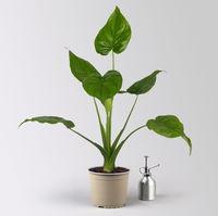 Alocasia 'Cucullata', Topf-Ø 17 cm, Höhe ca. 65 cm, 2 Pflanzen